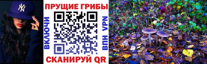 Псилоцибиновые грибы Psilocybe  Черняховск 